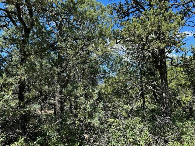 130 VIA SEDILLO, TIJERAS, NM 87059, photo 1 of 7