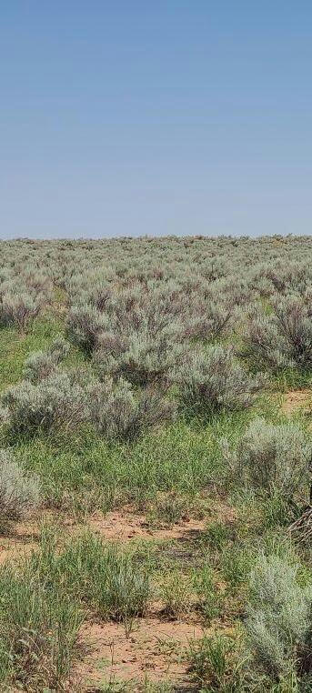 TREN LOT 18, BELEN, NM 87002, photo 1 of 2