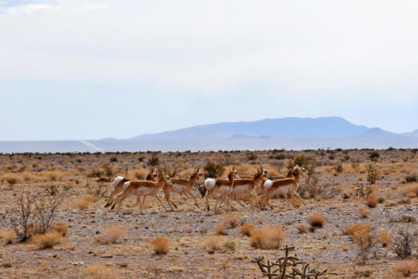 LOT 124 GOLDEN RIDGE ROAD, SAN ANTONIO, NM 87832, photo 2 of 60