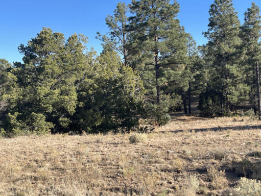 80 ACRES FOREST RD 220, MAGDALENA, NM 87825, photo 4 of 16